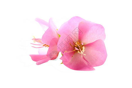 沙龙的粉红花玫瑰希比克斯山灌木叶子粉色紫色绿色木槿水滴背景图片