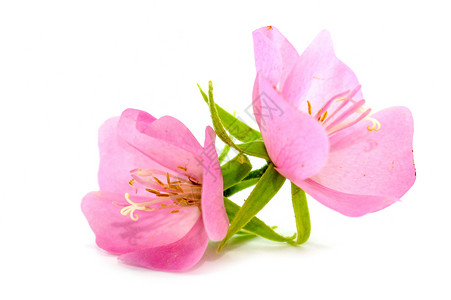 沙龙的粉红花玫瑰希比克斯山紫色绿色水滴木槿灌木粉色叶子背景图片