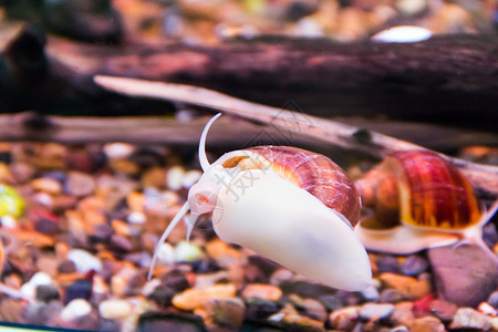 阿姆普利亚里亚宠物螺旋海洋水族馆凹陷水性水陆爬虫背景图片