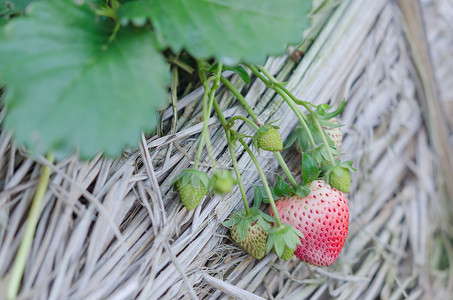 草莓农业树叶种植园水果植物红色绿色叶子背景图片