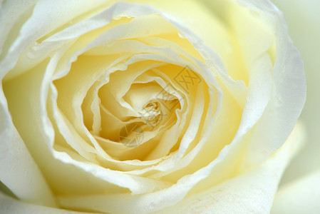 白玫瑰花脆弱性花瓣玫瑰宏观柔软度婚礼黄色白色背景图片