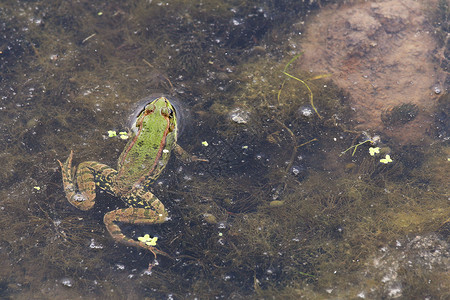 蛙来哒绿蛙从水里挖出头来沼泽脚蹼两栖动物荒野蛙科青蛙野生动物粘液环境保护泥潭背景