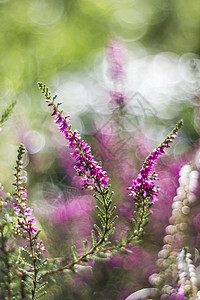 秋后带丁香的绿色花园色调粉色背景叶子植物植物群阴谋森林背景图片