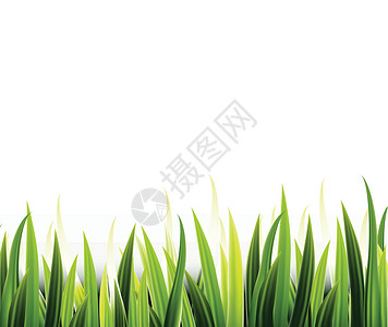 绿草病媒设计植被季节植物学花园横幅反射生长叶子生活刀刃背景图片