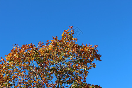蓝色的天空和树背景图片