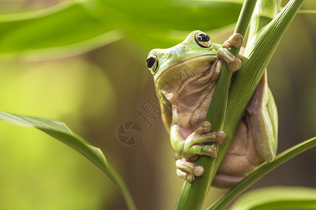 老爷树蛙澳大利亚绿树青蛙两栖绿色眼睛树蛙动物环境森林生态雨林植物背景