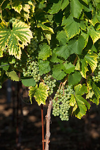 葡萄生长酿酒葡萄绿色晴天酒厂乡村藤蔓水果食物叶子植物收成背景