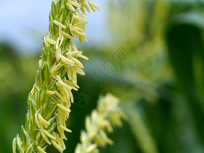 玉米花土地蔬菜谷物粮食蓝色生物种子食物农场城市背景图片