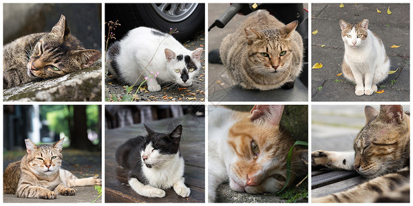 收集猫猫生活哺乳动物场景条纹流浪小猫荒野动物宠物猫咪背景图片