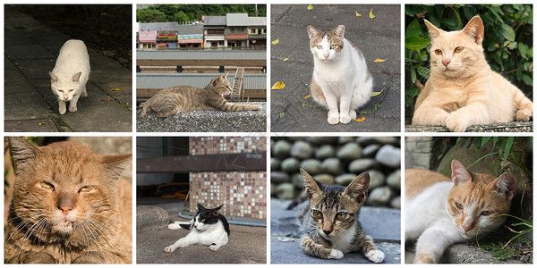 收集猫猫生活小猫流浪宠物动物小憩休息猫咪哺乳动物条纹背景图片