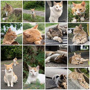 未家居猫猫咪兄弟街道哺乳动物城市小猫动物毛皮流浪猫科背景图片