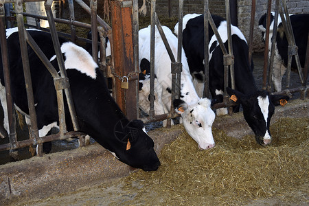 养牛业饲养挤奶高清图片