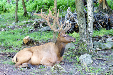 野鹿打猎野生动物摄影荒野动物棕色背景图片