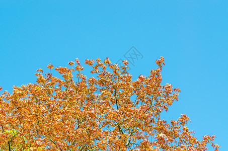 香草色树顶和蓝天空高清图片