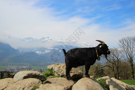 山羊晴天太阳农业应用程序乡村岩石动物土地蓝天场景背景图片