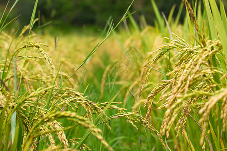 大稻田食物乡村花园树叶绿色收成农场农业白色黄色背景图片