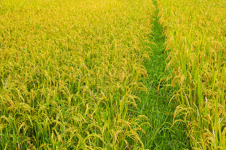 大稻田食物农业农村绿色途径种植园生长黄色农场人行道背景图片
