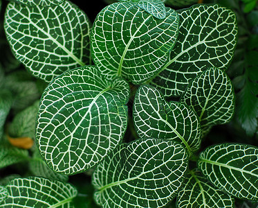 绿色神经植物叶树叶爵床园艺叶子马赛克背景图片