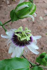 激情果花花瓣紫色条纹植物群食物白色水果植物背景图片