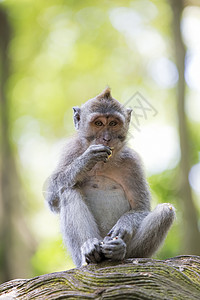 猴子森林乌布关心自然高清图片