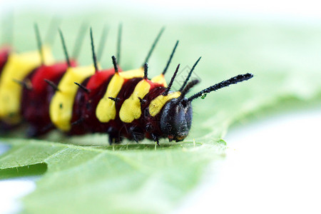 塞索西亚 塞纳环草蛉蝴蝶昆虫生物幼虫宏观小动物动物群昆虫学绿色背景图片