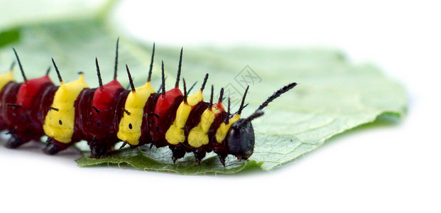 塞索西亚 塞纳环毛虫叶子绿色昆虫荒野昆虫学野生动物生活草蛉宏观背景图片
