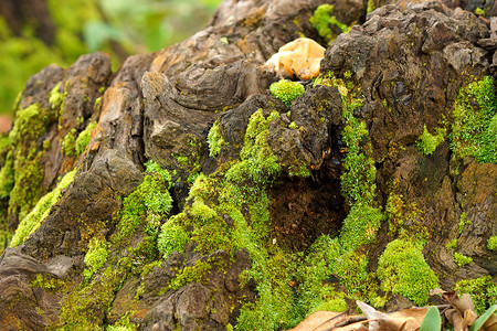 木头和苔植物绿色苔藓乡村松树橡木宏观树干皮肤藤蔓背景图片