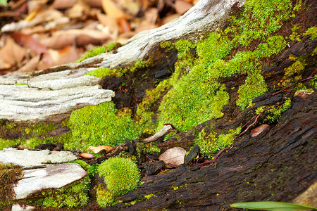 木头和苔材料棕色苔藓绿色森林地衣摄影橡木宏观藤蔓背景图片