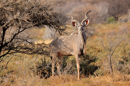 酸角树大库杜公牛动物哺乳动物灌木男性羚羊动物群荒野野生动物喇叭背景