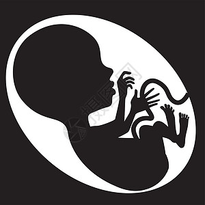 人类的起源胎儿背影插画