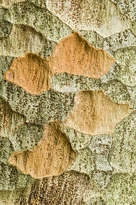 泽科娃树树皮细节树干榉木植物木头绿色背景图片