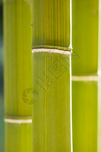 竹杖细节竹子甘蔗花园植物季节绿色背景图片