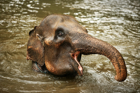 喝水中大象水中的大象衬套灰尘荒野场地栖息地哺乳动物口渴象牙树干耳朵背景