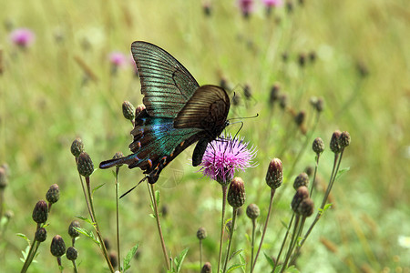 黑燕尾蝶叶子自然高清图片