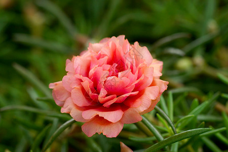花朵图素材花园的波图拉卡花朵植物学植物气候玫瑰花瓣大花猪草热带生长草本植物背景