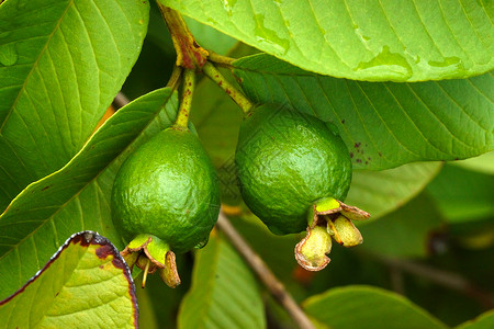番石榴植物树上长着罗瓜瓦花园种子生食绿色食物工业团体绿叶宏观植物背景