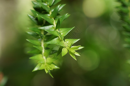 叶子卷曲生长曲线热带荒野植物学花园蕨类植物群植物背景图片