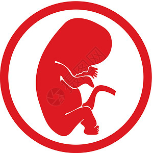 胎盘胎儿矢量图标被孤立插画