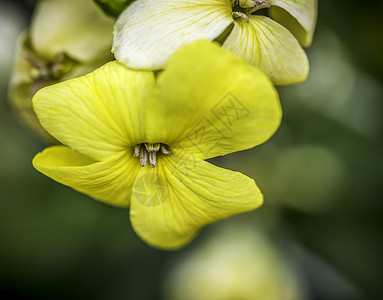 绿布OKeh背景的黄花贴近背景图片