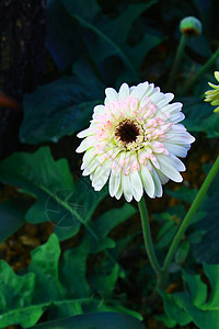 白斑白花园植物植物学白色花瓣背景图片