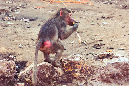 猴寒冷动物园图库丛林森林文件夹狒狒生物动物荒野摄影背景图片