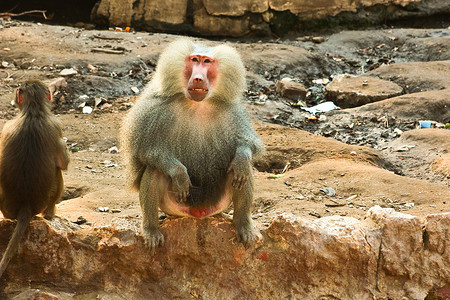 猴寒冷草原生物艺术丛林动物宠物动物园季节环境摄影背景图片