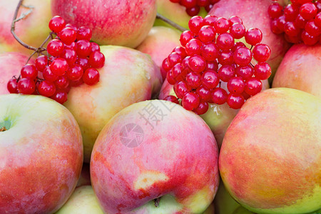 大成熟的苹果和浆果 拍摄近距离绿色季节饮食农场生物水果收成花园市场使用寿命背景图片