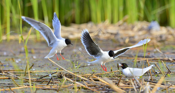 黑头古尔海滩鸟类行动荒野航班钓鱼空气天空海鸥水鸟高清图片