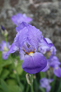 紫花朵多云花园背景图片