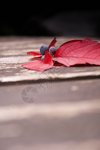 秋卷饼和叶叶树叶桌子红色木头材料纵向植物浆果植物学叶子背景图片