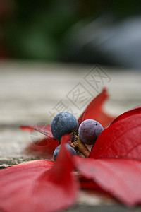 秋卷饼和叶叶纵向植物植物学木头浆果树叶红色桌子叶子材料背景图片