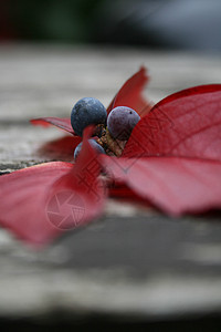 秋卷饼和叶叶纵向叶子木头植物植物学浆果材料树叶桌子红色背景图片