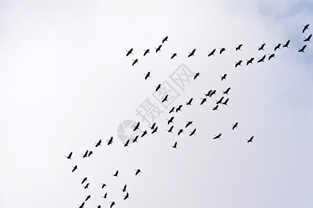通用起重机的飞行移民天空动物鸟类航班鸟群候鸟编队旅行翅膀背景图片
