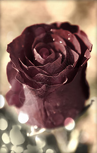 古金玫瑰花园红色梦幻花瓣背景生长植物学背景图片